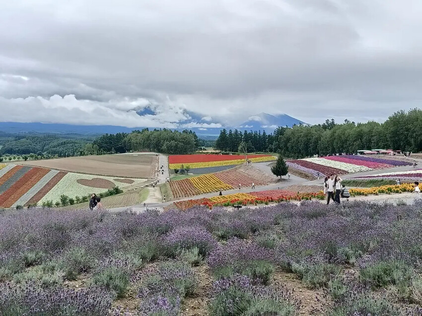 日本2024東京北海道|美瑛四季彩之丘，賞花賞景好放鬆~必吃生玉米、薰衣草牛奶霜淇淋!午餐哈蜜瓜吃到飽~~~好甜好