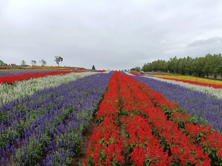 日本2024東京北海道|美瑛四季彩之丘，賞花賞景好放鬆~必吃生玉米、薰衣草牛奶霜淇淋!午餐哈蜜瓜吃到飽~~~好甜好