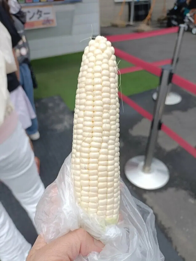 日本2024東京北海道|美瑛四季彩之丘，賞花賞景好放鬆~必吃生玉米、薰衣草牛奶霜淇淋!午餐哈蜜瓜吃到飽~~~好甜好