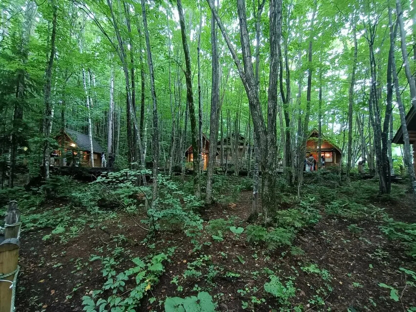 日本2024東京北海道|富田農場看薰衣草~哈蜜瓜麵包必吃!不吃肯定後悔!森林精靈露台~吸收芬多精享片刻寧靜!