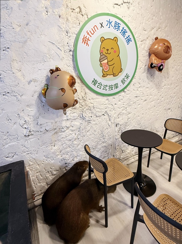 台北市萬華區西門町最療癒的複合式餐廳，奔fun足體X水豚搖搖茶飲（複合式）-超萌水豚君，超乖小貓咪，全身按摩，足療通通有，萬華區包場推薦！