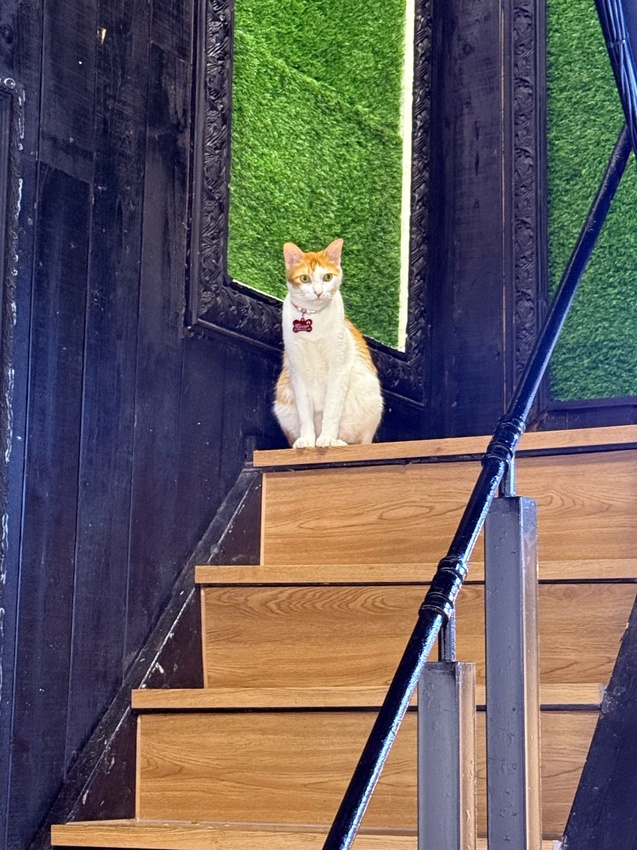 台北市萬華區西門町最療癒的複合式餐廳，奔fun足體X水豚搖搖茶飲（複合式）-超萌水豚君，超乖小貓咪，全身按摩，足療通通有，萬華區包場推薦！