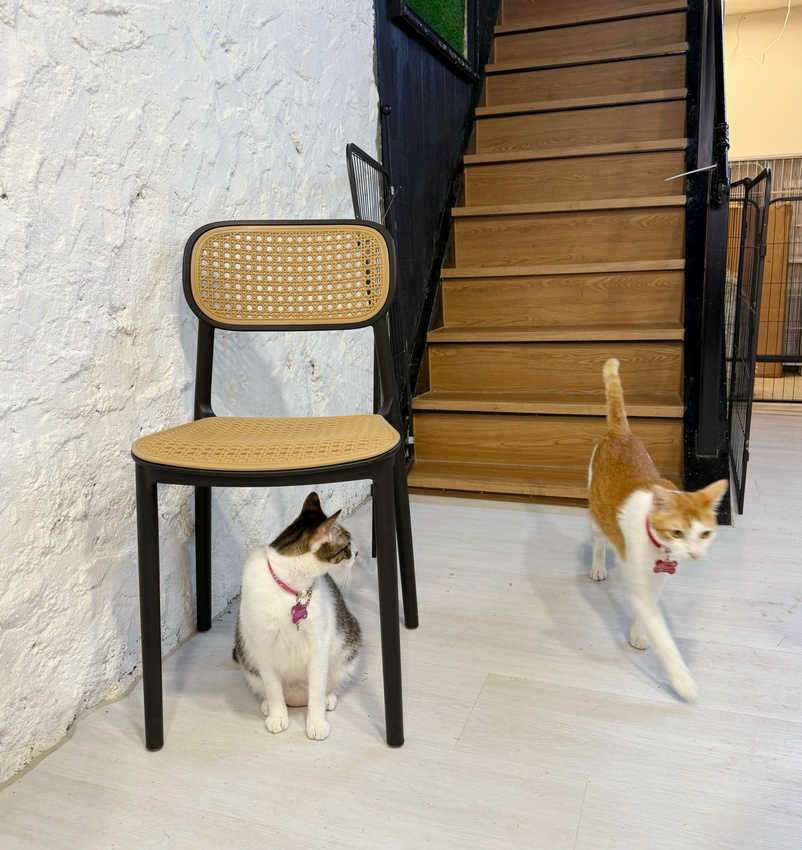 台北市萬華區西門町最療癒的複合式餐廳，奔fun足體X水豚搖搖茶飲（複合式）-超萌水豚君，超乖小貓咪，全身按摩，足療通通有，萬華區包場推薦！