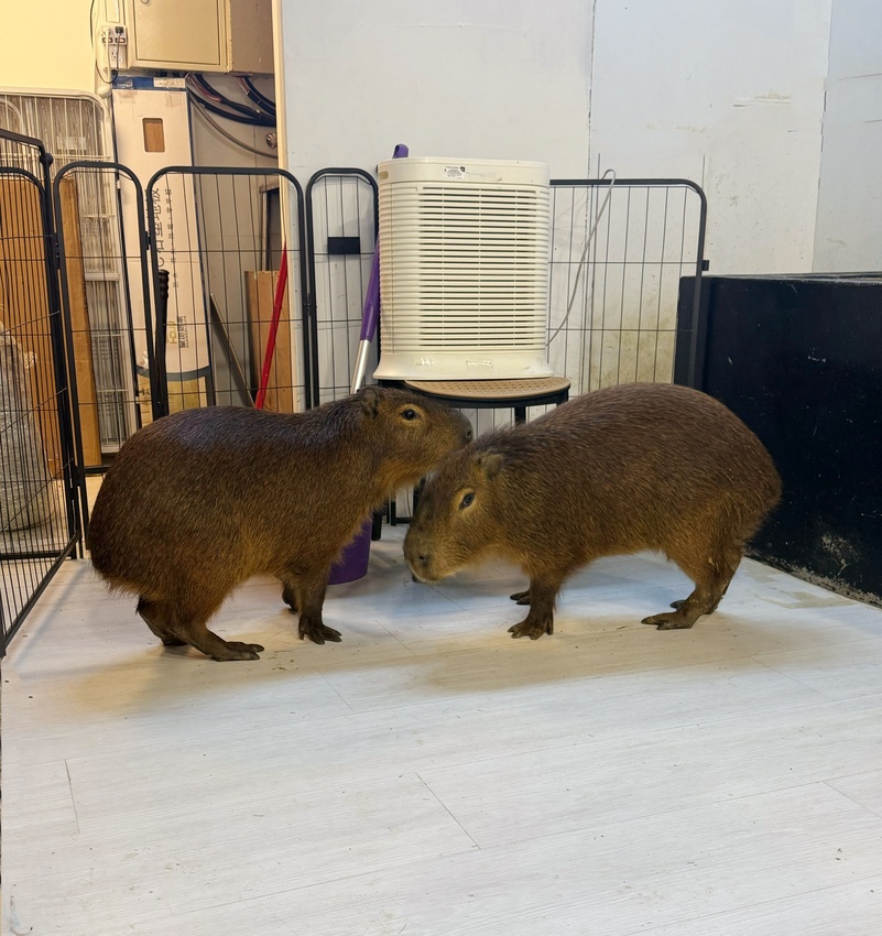 台北市萬華區西門町最療癒的複合式餐廳，奔fun足體X水豚搖搖茶飲（複合式）-超萌水豚君，超乖小貓咪，全身按摩，足療通通有，萬華區包場推薦！