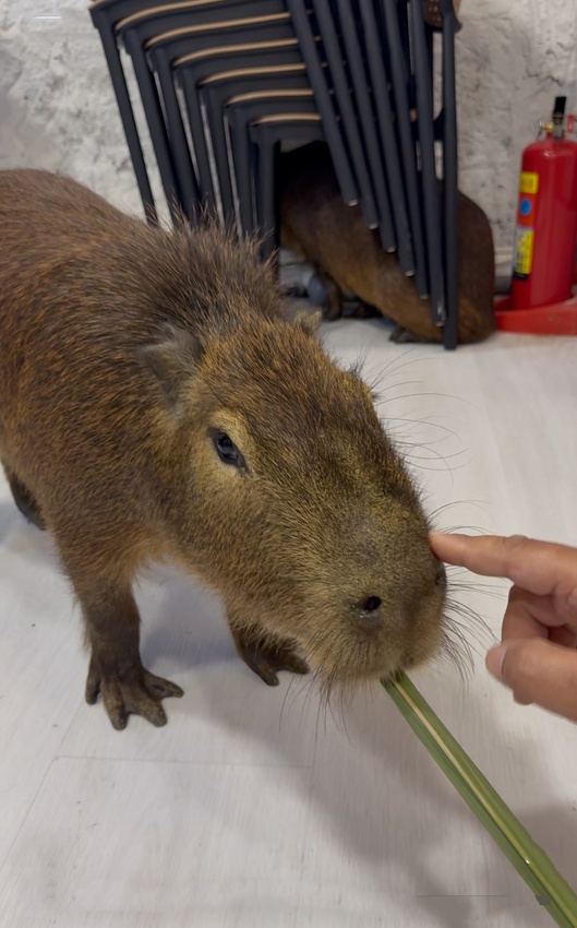 台北市萬華區西門町最療癒的複合式餐廳，奔fun足體X水豚搖搖茶飲（複合式）-超萌水豚君，超乖小貓咪，全身按摩，足療通通有，萬華區包場推薦！