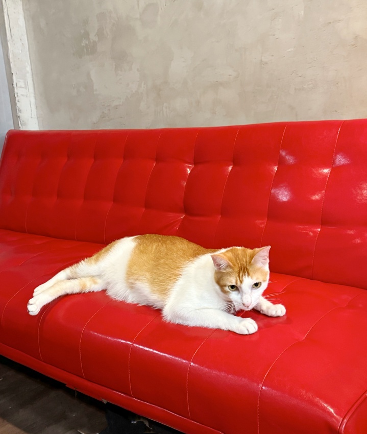 台北市萬華區西門町最療癒的複合式餐廳，奔fun足體X水豚搖搖茶飲（複合式）-超萌水豚君，超乖小貓咪，全身按摩，足療通通有，萬華區包場推薦！