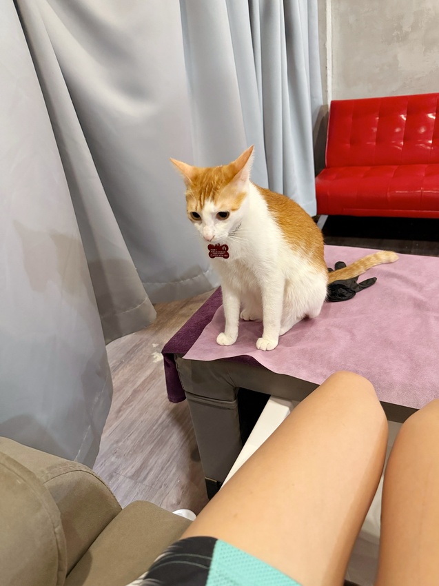 台北市萬華區西門町最療癒的複合式餐廳，奔fun足體X水豚搖搖茶飲（複合式）-超萌水豚君，超乖小貓咪，全身按摩，足療通通有，萬華區包場推薦！