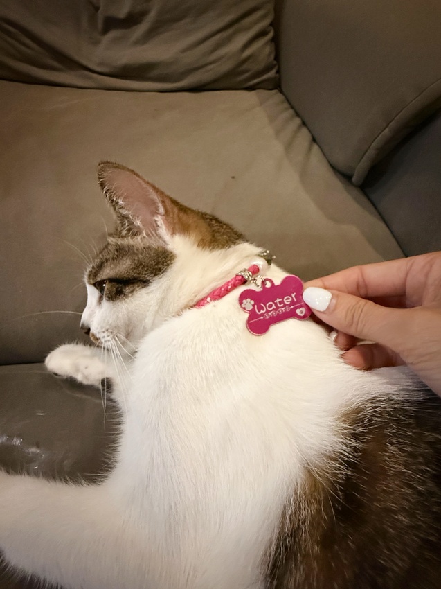 台北市萬華區西門町最療癒的複合式餐廳，奔fun足體X水豚搖搖茶飲（複合式）-超萌水豚君，超乖小貓咪，全身按摩，足療通通有，萬華區包場推薦！