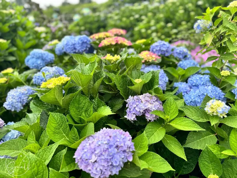 全台最大繡球花田【高家繡球花_萬里第三園區】有夢幻花海與造景 全台最大繡球花田【高家繡球花_萬里第三園區】有夢幻花海與造景