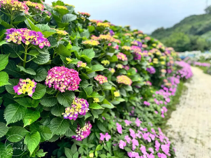 全台最大繡球花田【高家繡球花_萬里第三園區】有夢幻花海與造景 全台最大繡球花田【高家繡球花_萬里第三園區】有夢幻花海與造景