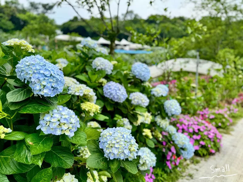 全台最大繡球花田【高家繡球花_萬里第三園區】有夢幻花海與造景 全台最大繡球花田【高家繡球花_萬里第三園區】有夢幻花海與造景