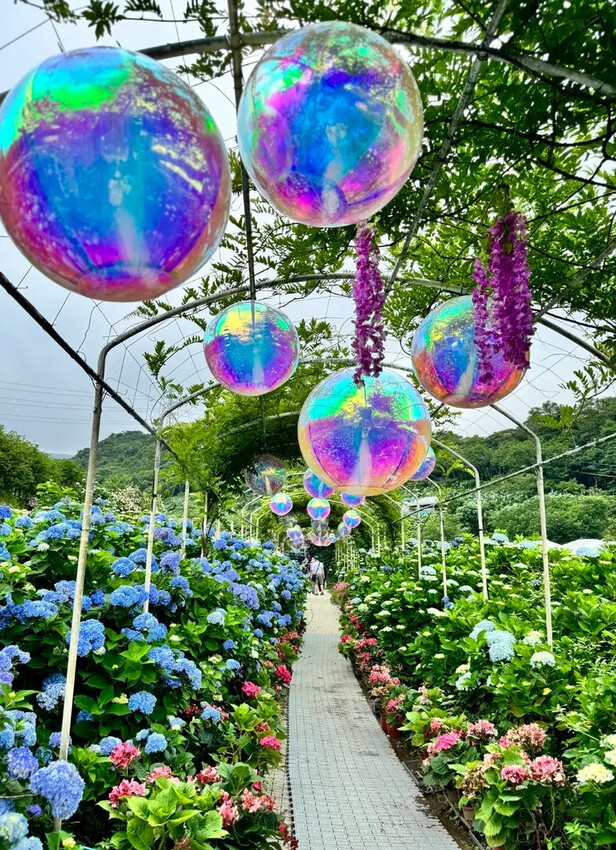 全台最大繡球花田【高家繡球花_萬里第三園區】有夢幻花海與造景 全台最大繡球花田【高家繡球花_萬里第三園區】有夢幻花海與造景