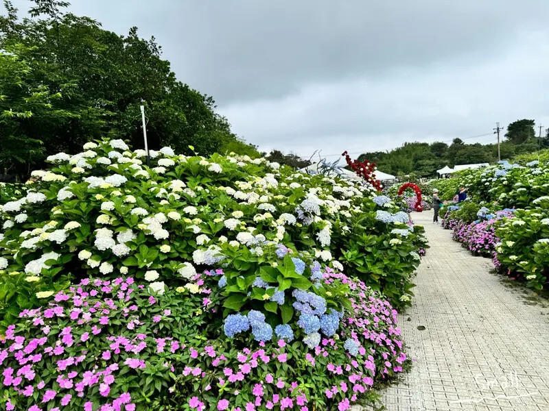 全台最大繡球花田【高家繡球花_萬里第三園區】有夢幻花海與造景 全台最大繡球花田【高家繡球花_萬里第三園區】有夢幻花海與造景