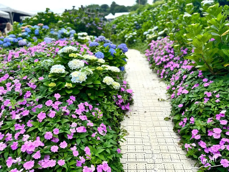 全台最大繡球花田【高家繡球花_萬里第三園區】有夢幻花海與造景 全台最大繡球花田【高家繡球花_萬里第三園區】有夢幻花海與造景
