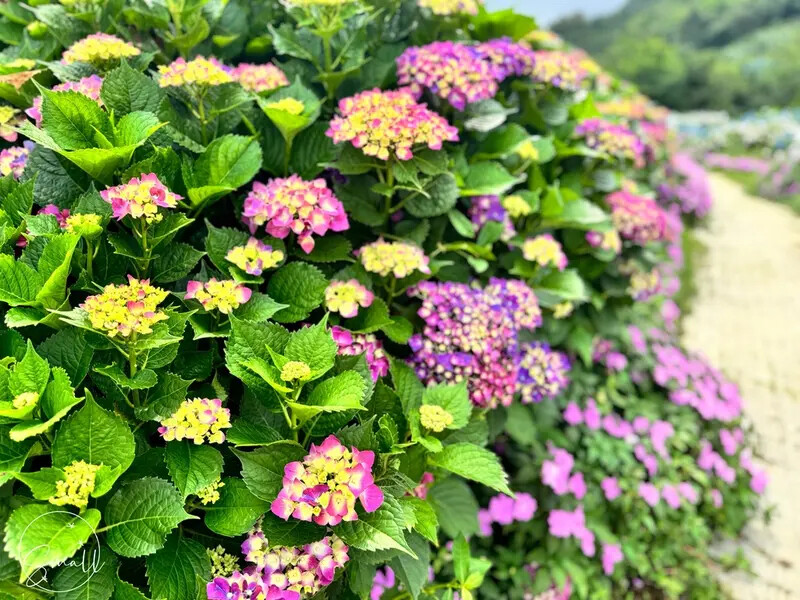 全台最大繡球花田【高家繡球花_萬里第三園區】有夢幻花海與造景 全台最大繡球花田【高家繡球花_萬里第三園區】有夢幻花海與造景