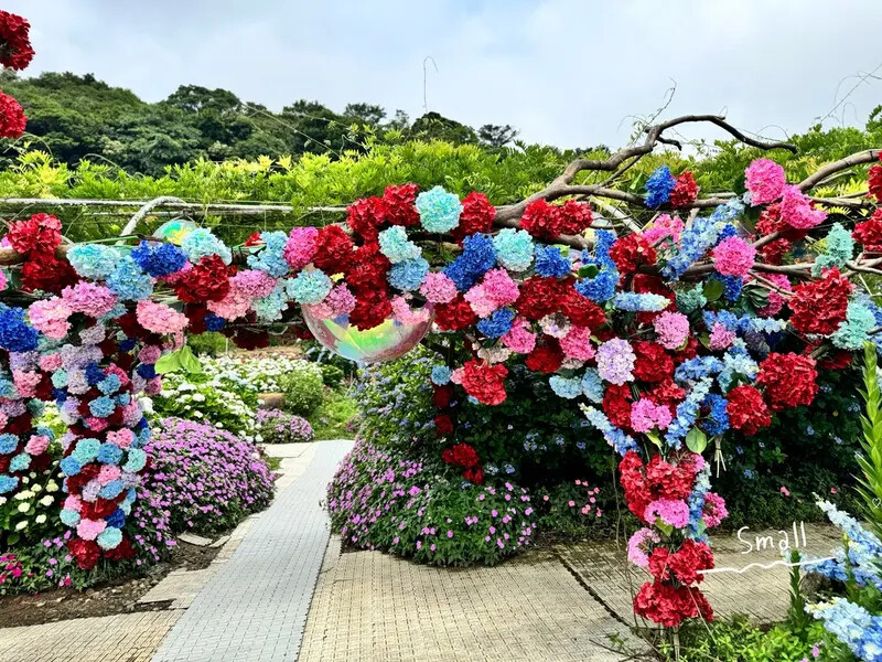 全台最大繡球花田【高家繡球花_萬里第三園區】有夢幻花海與造景 全台最大繡球花田【高家繡球花_萬里第三園區】有夢幻花海與造景