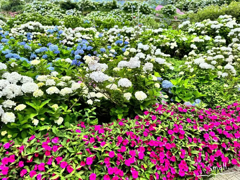 全台最大繡球花田【高家繡球花_萬里第三園區】有夢幻花海與造景 全台最大繡球花田【高家繡球花_萬里第三園區】有夢幻花海與造景