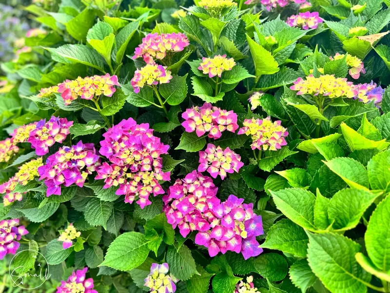 全台最大繡球花田【高家繡球花_萬里第三園區】有夢幻花海與造景 全台最大繡球花田【高家繡球花_萬里第三園區】有夢幻花海與造景