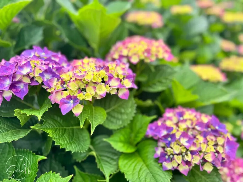 全台最大繡球花田【高家繡球花_萬里第三園區】有夢幻花海與造景 全台最大繡球花田【高家繡球花_萬里第三園區】有夢幻花海與造景