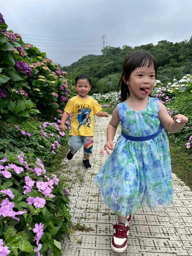 全台最大繡球花田【高家繡球花_萬里第三園區】有夢幻花海與造景 全台最大繡球花田【高家繡球花_萬里第三園區】有夢幻花海與造景