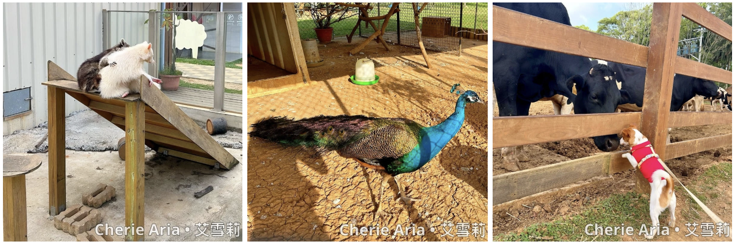 [桃園寵物友善景點] 桃園親子農場推薦—埔心牧場