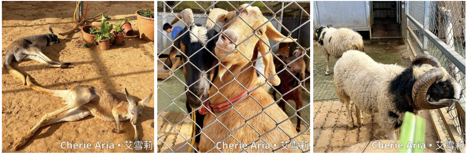[桃園寵物友善景點] 桃園親子農場推薦—埔心牧場