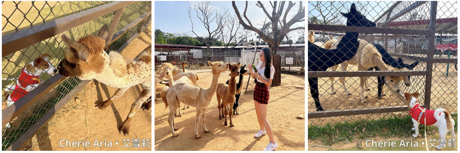 [桃園寵物友善景點] 桃園親子農場推薦—埔心牧場