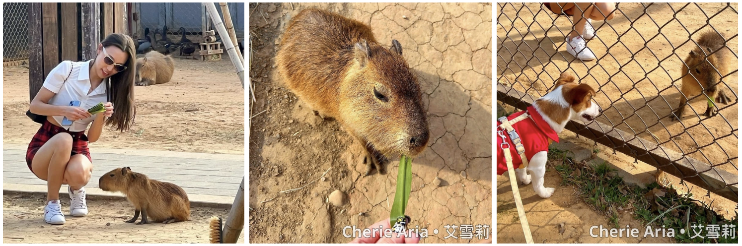 [桃園寵物友善景點] 桃園親子農場推薦—埔心牧場