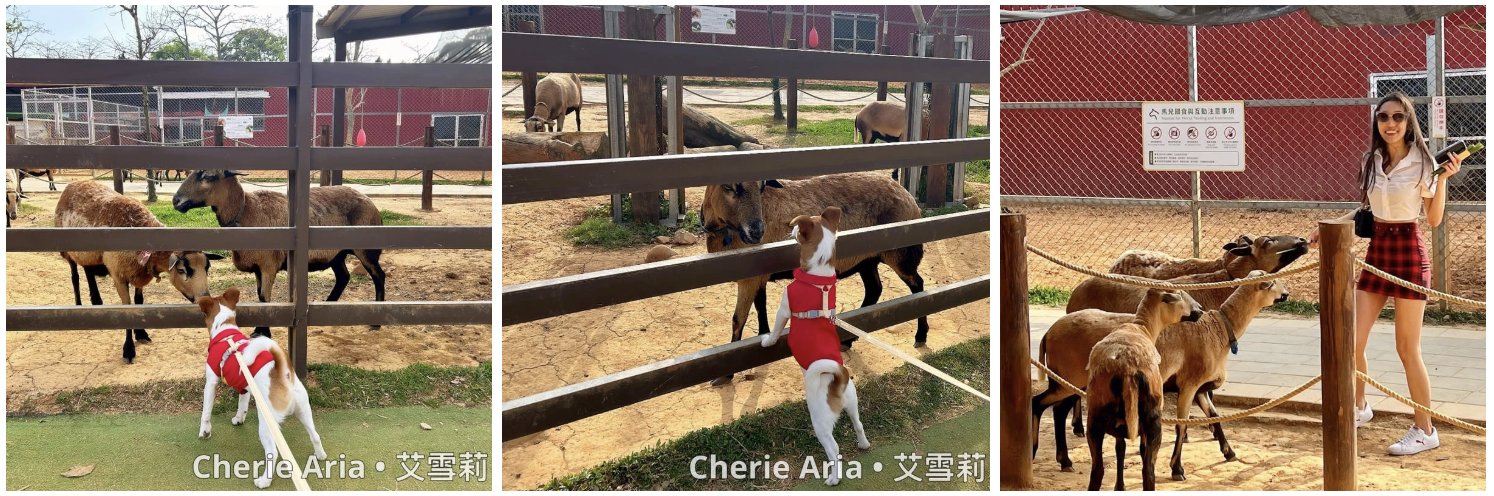 [桃園寵物友善景點] 桃園親子農場推薦—埔心牧場