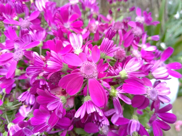 三峽大熊櫻花林 - 瓜葉菊