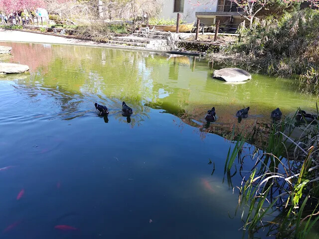 清境農場 (小瑞士花園) - 親水鏡湖 - 鴨子