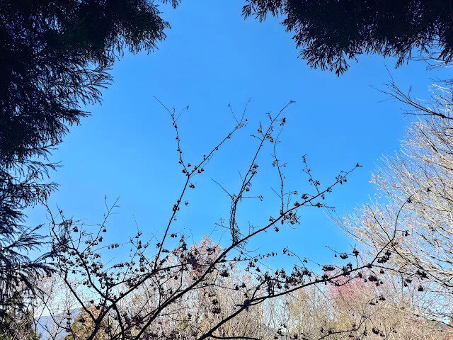 清境農場 (觀山牧區) - 楓樹林 - 櫻花