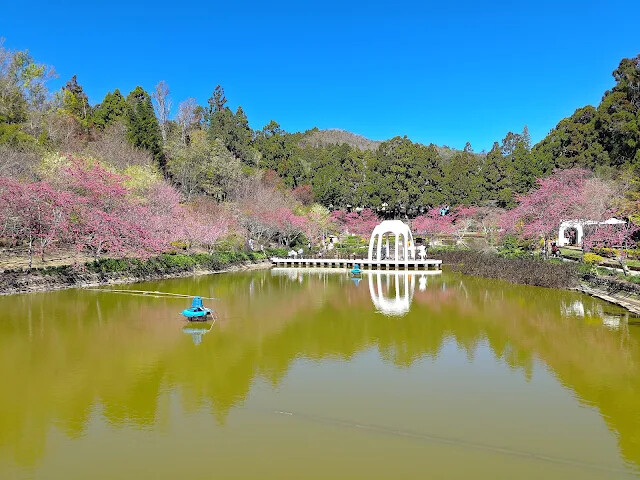 清境農場 (小瑞士花園) - S 型水上步道 - 櫻花 - 水上教堂