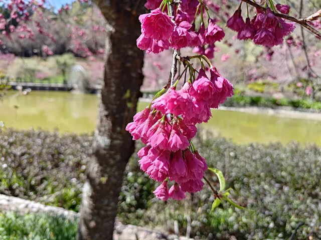 清境農場 (小瑞士花園) - 環湖步道 - 櫻花