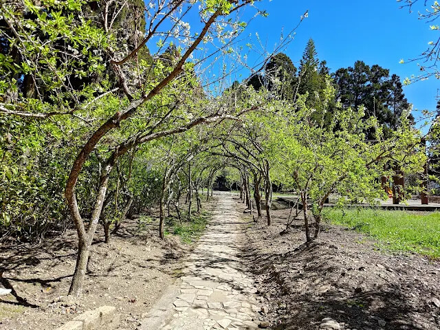 清境農場 (小瑞士花園) - 黑刺李花