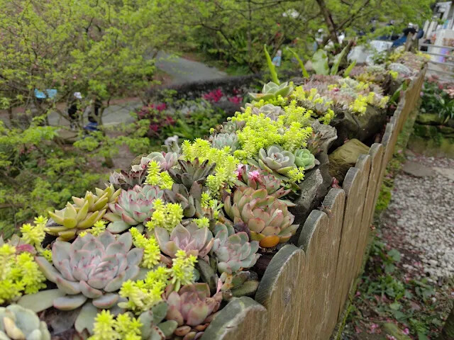 三峽大熊櫻花林 - 多內植物