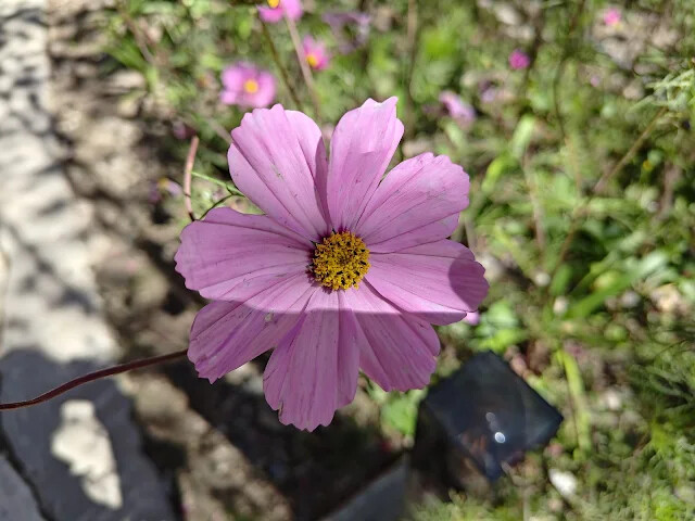 清境農場 (小瑞士花園) - 環湖步道 - 大波斯菊