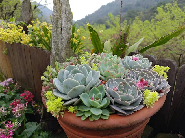 三峽大熊櫻花林 - 多內植物
