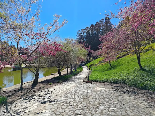 清境農場 (小瑞士花園) - 環湖步道 - 櫻花 - 金針花毯