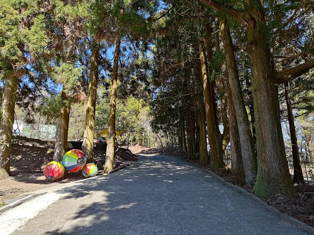清境農場 (小瑞士花園) - 柳杉步道