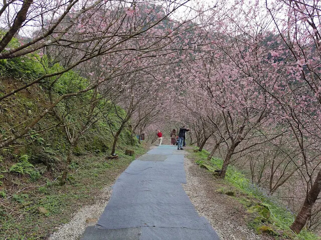 三峽大熊櫻花林 - 富士吉野櫻