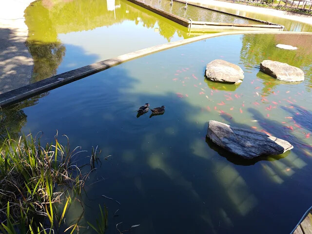 清境農場 (小瑞士花園) - 親水鏡湖 - 鴨子