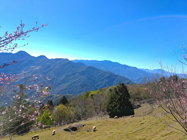 清境農場 (觀山牧區) - 中央山脈 - 綿羊 - 櫻花