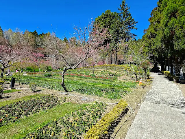 清境農場 (小瑞士花園) - 柳杉步道