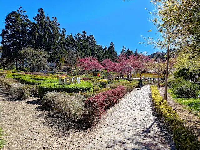 清境農場 (小瑞士花園) - 環湖步道 - 櫻花