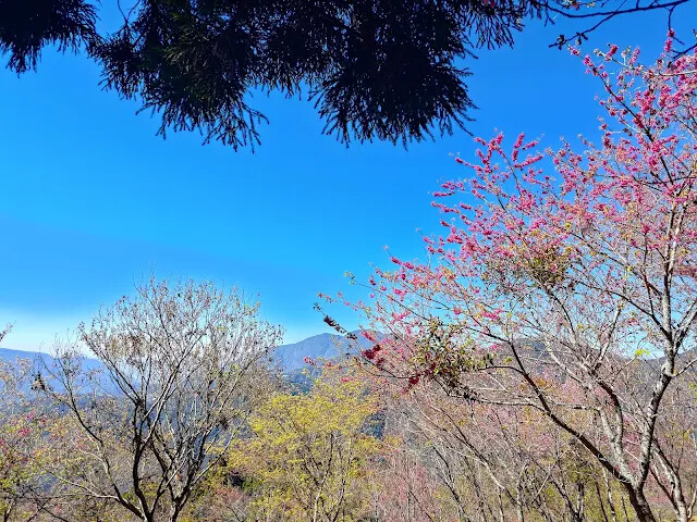 清境農場 (觀山牧區) - 楓樹林 - 櫻花 - 中央山脈