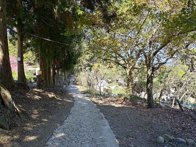 清境農場 (小瑞士花園) - 柳杉步道