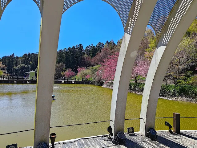 清境農場 (小瑞士花園) - 水上教堂 - 櫻花
