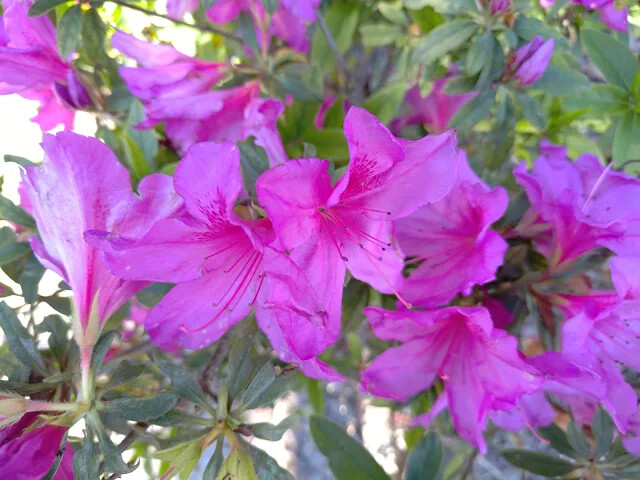 清境農場 (小瑞士花園) - 杜鵑花
