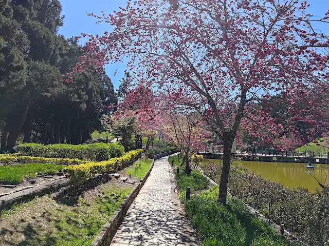清境農場 (小瑞士花園) - 環湖步道 - 櫻花